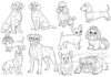 Explore the World of Dog Breed Coloring Pages