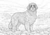 Newfoundland Dog Coloring Page: Printable Fun for Kids