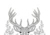 Realistic Deer Picture to Print Out and Color
