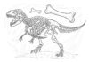 Dinosaur Bone Coloring Page