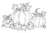 Pumpkin Clipart Coloring Page