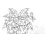 Tropical Christmas Coloring Page