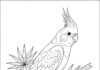 Cockatiel Bird Coloring Page