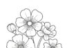 Coloring Page Spring Flower