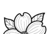 Dogwood Flower Coloring Page