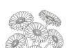 Gerbera Daisy Coloring Page