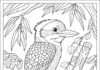 Kookaburra and Didgeridoo Scene Coloring Page