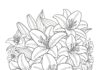 Lily Flower Coloring Page