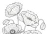 Picture of Poppy to Colour In