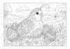 Quail and Easter Egg Coloring Page