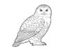 Snowy Owl Coloring Page