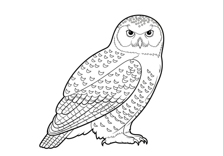 Snowy Owl Coloring Page