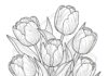 Tulip Coloring Page for Adults