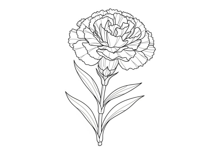 Carnation Flower Coloring Page